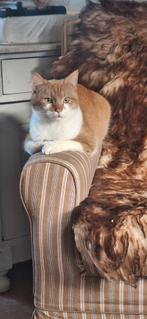 Rood witte kater, Dieren en Toebehoren, Katten en Kittens | Overige Katten, Poes