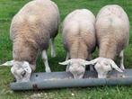 luxe rammen, Dieren en Toebehoren, Schapen, Geiten en Varkens, Mannelijk, Schaap, 0 tot 2 jaar
