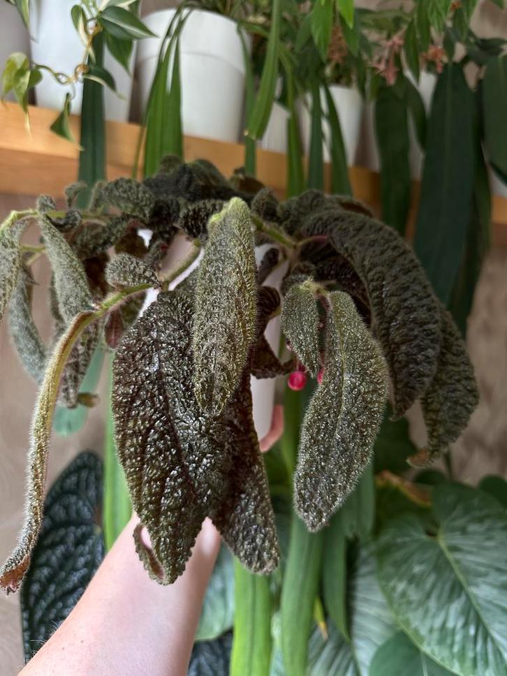 Columnea purpureovittata zaadjes bes, Huis en Inrichting, Kamerplanten, Overige soorten, Minder dan 100 cm, Ophalen of Verzenden