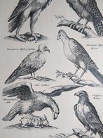 Oude Prent Roofvogels, Verzamelen, Foto's en Prenten, Verzenden, 1960 tot 1980, Gebruikt