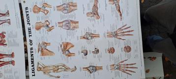 2 anatomische posters v. spieren en gewrichten  beschikbaar voor biedingen