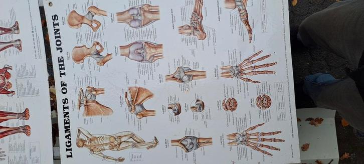 2 anatomische posters v. spieren en gewrichten, Antiek en Kunst, Antiek | Schoolplaten, Natuur en Biologie, Ophalen of Verzenden