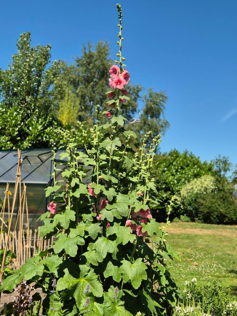 Stokroos zaadjes - Prachtige zomerbloeier!, Overige soorten, Volle zon, Ophalen of Verzenden, Tweejarig