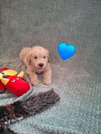 Super mooie goldendoodle pups, Dieren en Toebehoren, Honden | Retrievers, Spaniëls en Waterhonden, Overige rassen, 8 tot 15 weken