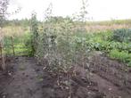 fruitbomen, Ophalen, Lente, Volle zon, Appelboom