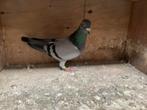 J E D Karsten Broer van Rambo Dofuit Dreesje Klak/Zoontjes, Dieren en Toebehoren, Vogels | Duiven, Mannelijk, Postduif