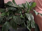 Lepelplant, Vredeslelie, Peace Lily Gratis weg, Overige soorten, Minder dan 100 cm, Halfschaduw, Ophalen