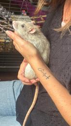 3 lieve manlijke ratjes + hok, Dieren en Toebehoren, Knaagdieren, Rat, Mannelijk, November, Tam
