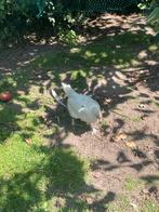 Poule de Bresse kippen, Dieren en Toebehoren, Vrouwelijk, Kip