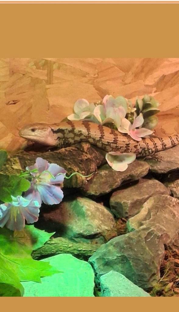 Blauwtongskink  6maanden oud met terrarium