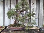 Juniperus Chinensis 2-stammig, 25+ jaar oud, Tuin en Terras, Ophalen