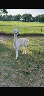 Lieve jonge alpaca hengst, Dieren en Toebehoren, Overige Dieren, Maart, Mannelijk
