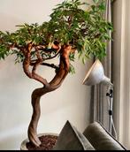 Cifo studiolampen, Ophalen of Verzenden, Metaal of Aluminium