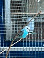 Aqua blauwe grasparkiet, Dieren en Toebehoren, Vogels | Parkieten en Papegaaien, Mannelijk, Parkiet