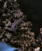 Cichlide pseudotropheus elon div afmetingen, Dieren en Toebehoren, Vissen | Aquariumvissen, Vis