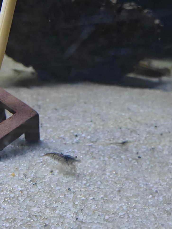 Garnalen wildkleur., Dieren en Toebehoren, Vissen | Aquariumvissen, Kreeft, Krab of Garnaal