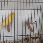 Kanaries, Meerdere dieren, Kleurkanarie