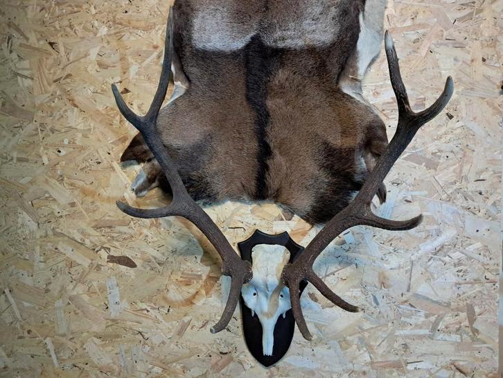 Groot Edelhert Gewei – Kwaliteitstrofee Interieur & Mancave, Verzamelen, Dierenverzamelingen, Zo goed als nieuw, Gewei of Kop