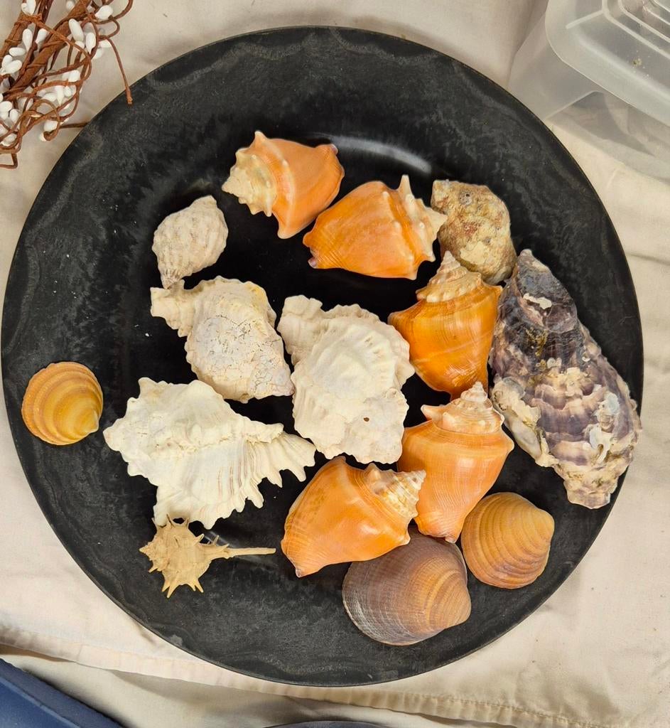 Mooie verzameling diverse schelpen, Ophalen of Verzenden, Gebruikt, Overige soorten, Overige typen