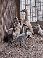 9 jonge loopeenden te koop, Dieren en Toebehoren, Geslacht onbekend, Eend