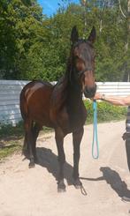 Lieve sociale 7 jr.ruin, Dieren en Toebehoren, Paarden, Ruin, 165 tot 170 cm, Recreatiepaard, 7 tot 10 jaar