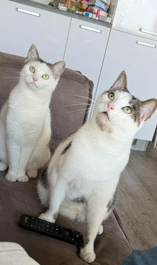 Goed tehuis gezocht, Dieren en Toebehoren, Katten en Kittens | Dekkaters