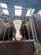 MRIJ vaarskalf, Dieren en Toebehoren, Vrouwelijk, 0 tot 2 jaar