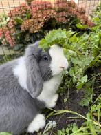 Minilop rammetje, Dieren en Toebehoren, Konijnen, Mannelijk, Dwerg