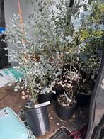 Eucalyptus 2 soorten gunny hoog 75/100 pst 9,95, Volle zon, Vaste plant, Zomer, Ophalen