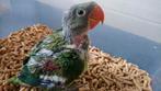 Baby Alexanderparkiet, Dieren en Toebehoren, Papegaai, Geringd