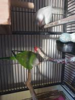 Muisparkiet koppel Tekoop, Dieren en Toebehoren