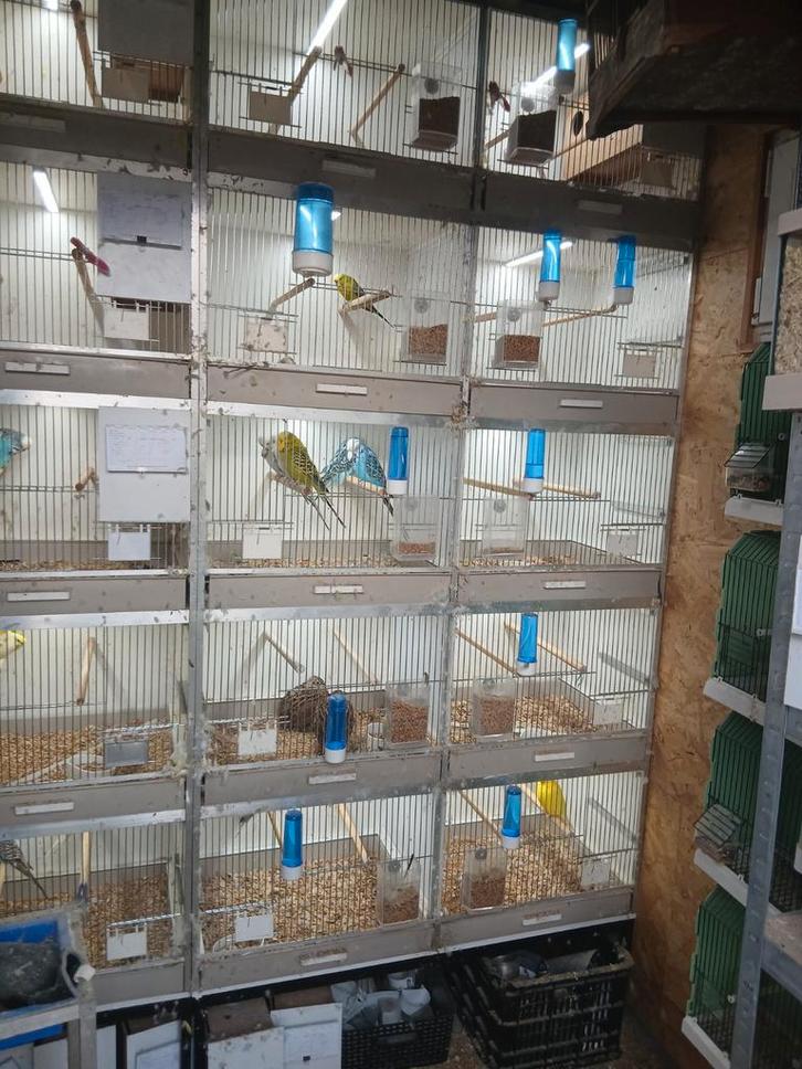 Kweekstellingen, Dieren en Toebehoren, Vogels | Hokken en Kooien, Broedkooi of Kweekkooi, Ophalen