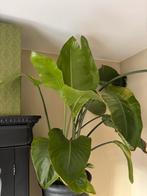 Strelizia groene plant 1,70 cm, Groene kamerplant, Ophalen, Halfschaduw, Minder dan 100 cm