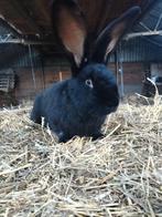 Lotaringer konijn, Mannelijk