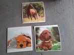 Diamond painting kaarten nieuw hond, paard en hond met poes, Hobby en Vrije tijd, Kaarten | Zelf maken, Ophalen of Verzenden, Nieuw