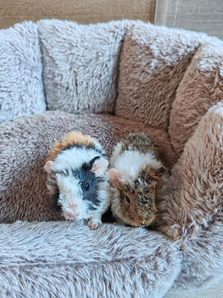 2 lieve baby cavia broertjes zoeken een nieuw thuis, Dieren en Toebehoren, Knaagdieren, Mannelijk, Cavia, December, Tam