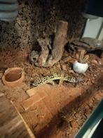 Mooi lieve luipaard Gekko, Dieren en Toebehoren, Hagedis, Met terrarium, 0 tot 2 jaar