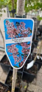 Sering op stam. Syringa Miss Kim / Dark Purple, Lente, Volle zon, In pot, Overige soorten