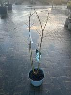 Syringa vulgaris 'Mme Lemoine' - Sering, Volle zon, Vaste plant, Lente, Ophalen