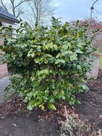 Camellia japonica, Ophalen, Overige soorten, 100 tot 250 cm