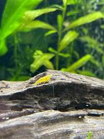 Neon yellow garnalen