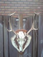 8 ender met kaken izgst, Ophalen, Gebruikt, Hert, Gewei of Kop