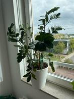 Zamioculcas plant, Ophalen of Verzenden, Halfschaduw, Minder dan 100 cm
