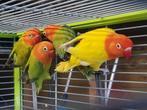 Jonge fischeri opaline., Dieren en Toebehoren, Vogels | Parkieten en Papegaaien, Geslacht onbekend, Dwergpapegaai of Agapornis