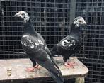 Getijgerde postduiven, kleurpostduiven, duiven, Dieren en Toebehoren, Vogels | Duiven, Meerdere dieren, Postduif