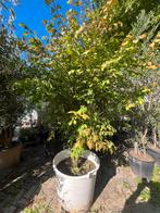 Euyonymous alataus 250 cm, Ophalen, Volle zon, Overige soorten
