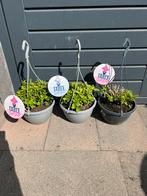 Hortenisa, Tuin en Terras, Planten | Tuinplanten, Ophalen, Overige soorten, Halfschaduw