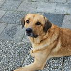 AIN: Bentley, Rabiës (hondsdolheid), 1 tot 2 jaar, Buitenland, Groot