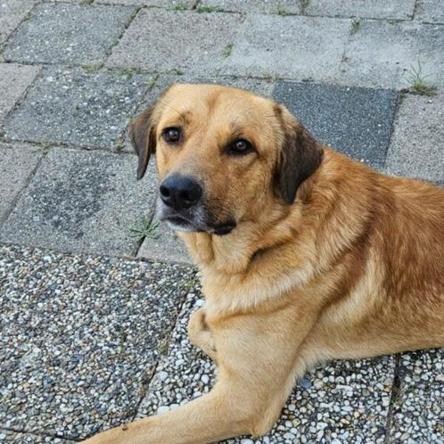 AIN: Bentley, Dieren en Toebehoren, Honden | Niet-rashonden, Groot, Reu, Handelaar, Eén hond, Buitenland, 1 tot 2 jaar, CDV (hondenziekte)