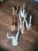6 x schedel ree gewei ree, Verzamelen, Dierenverzamelingen, Ophalen of Verzenden, Zo goed als nieuw, Hert, Schedel